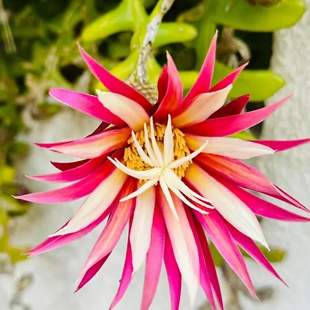 Casa vacanze Piedranegra *